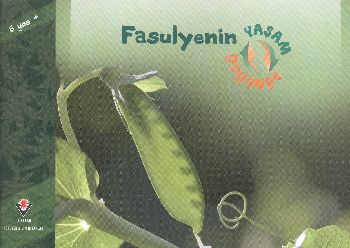 Fasulyenin Yaşam Döngüsü