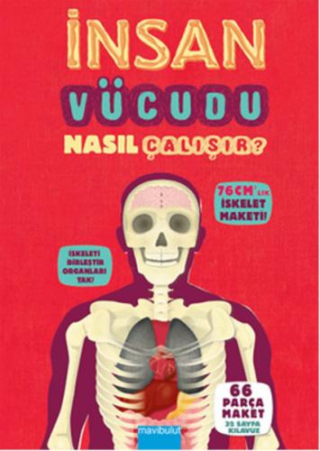 İnsan Vücudu Nasıl Çalışır?